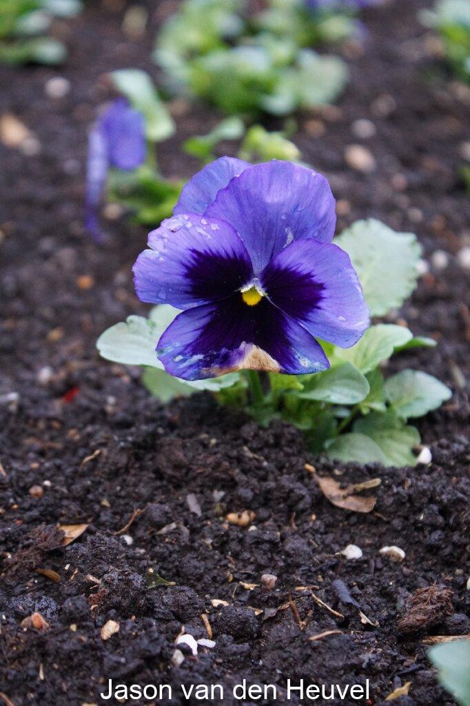 Flower close-up