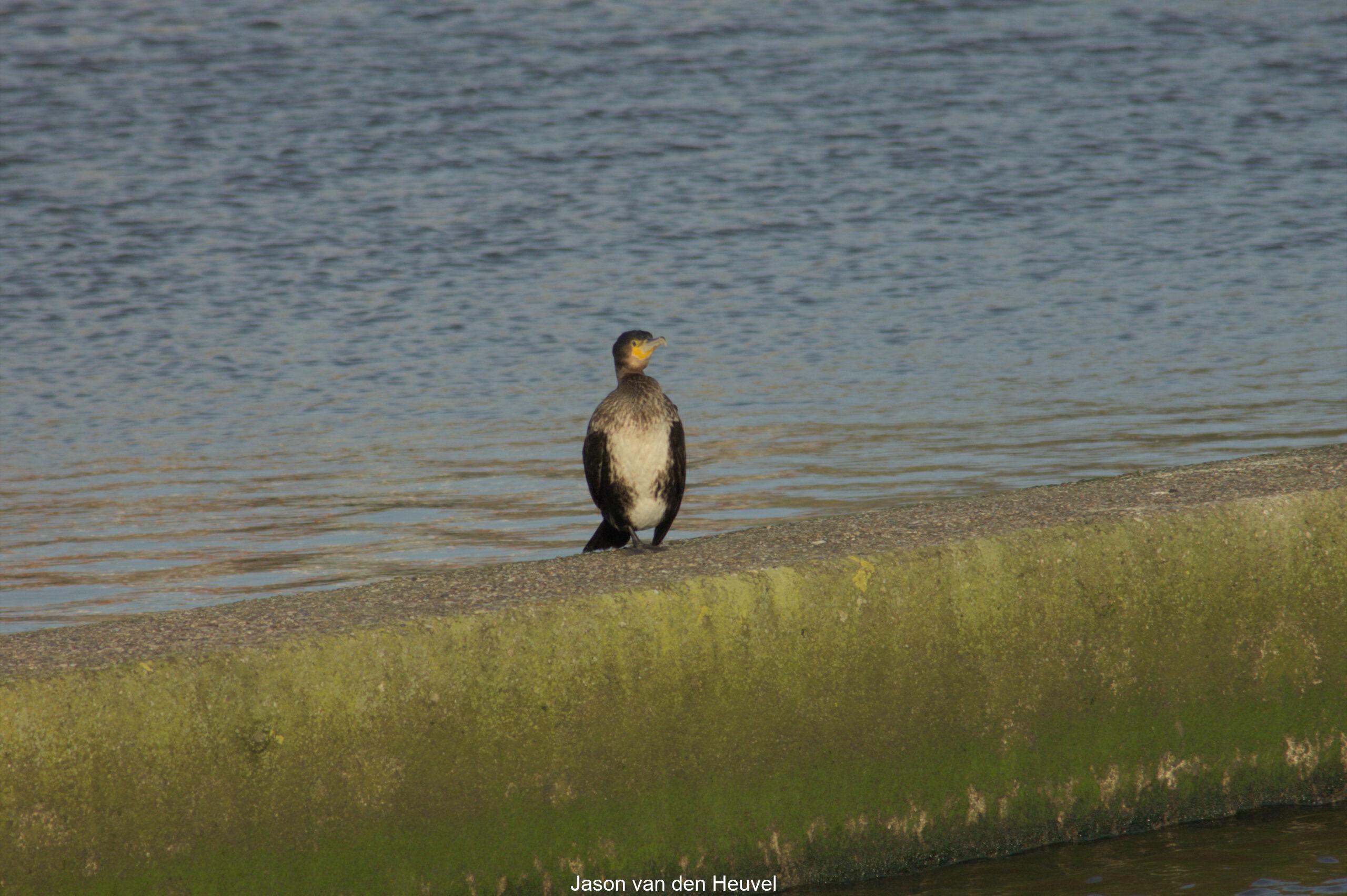 Bird by the water