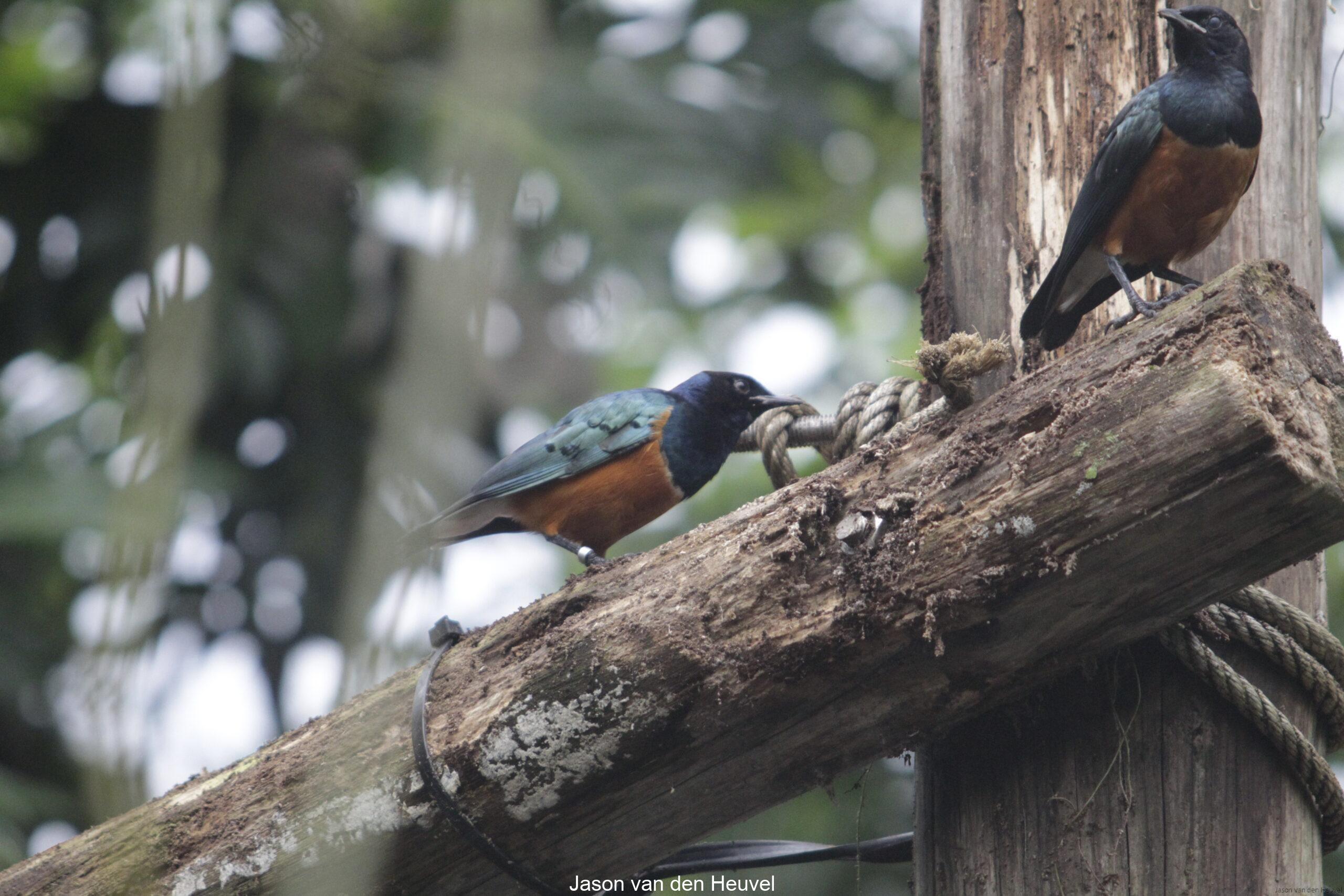 Birds in tree