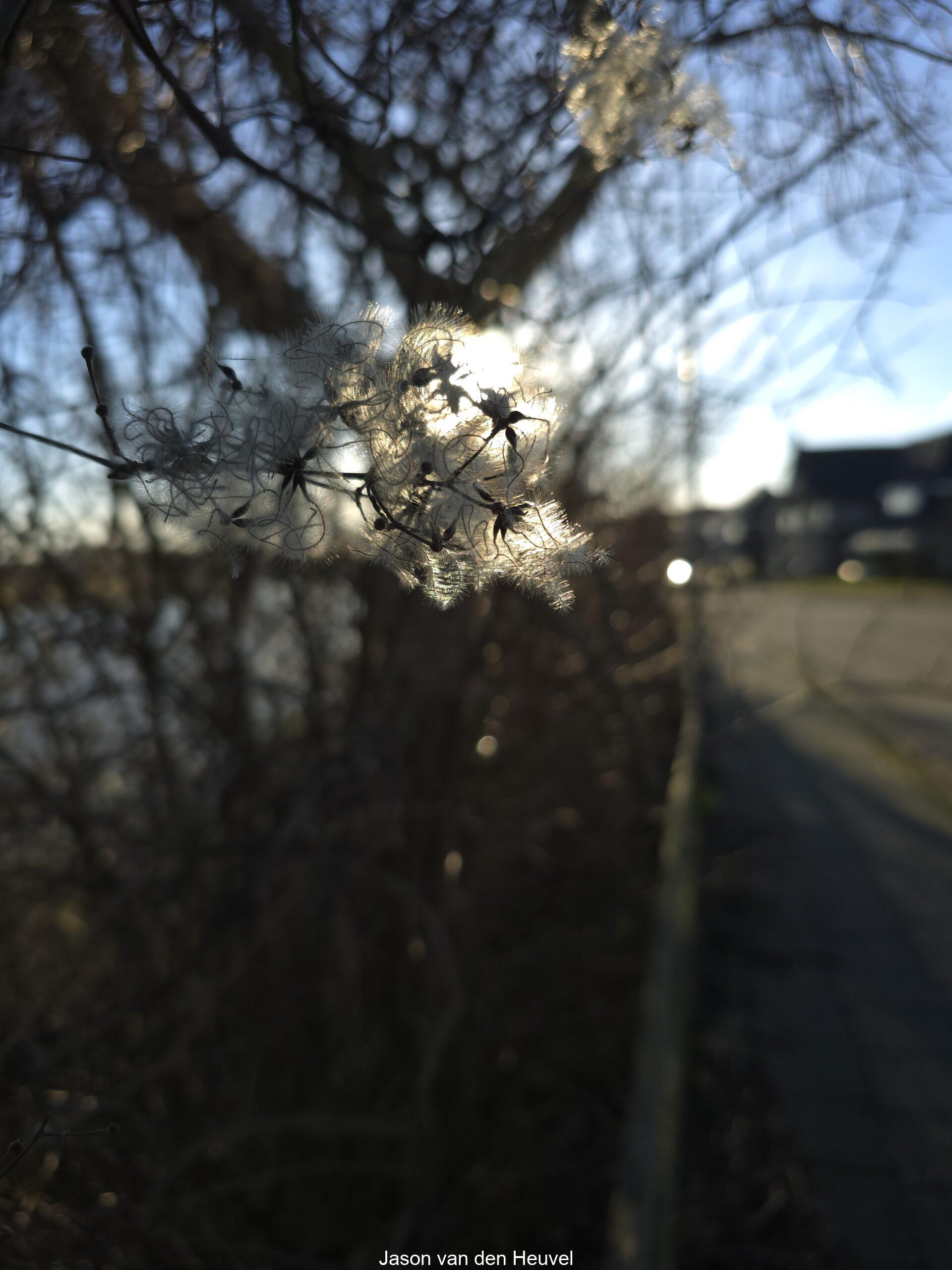 Flower in the sun