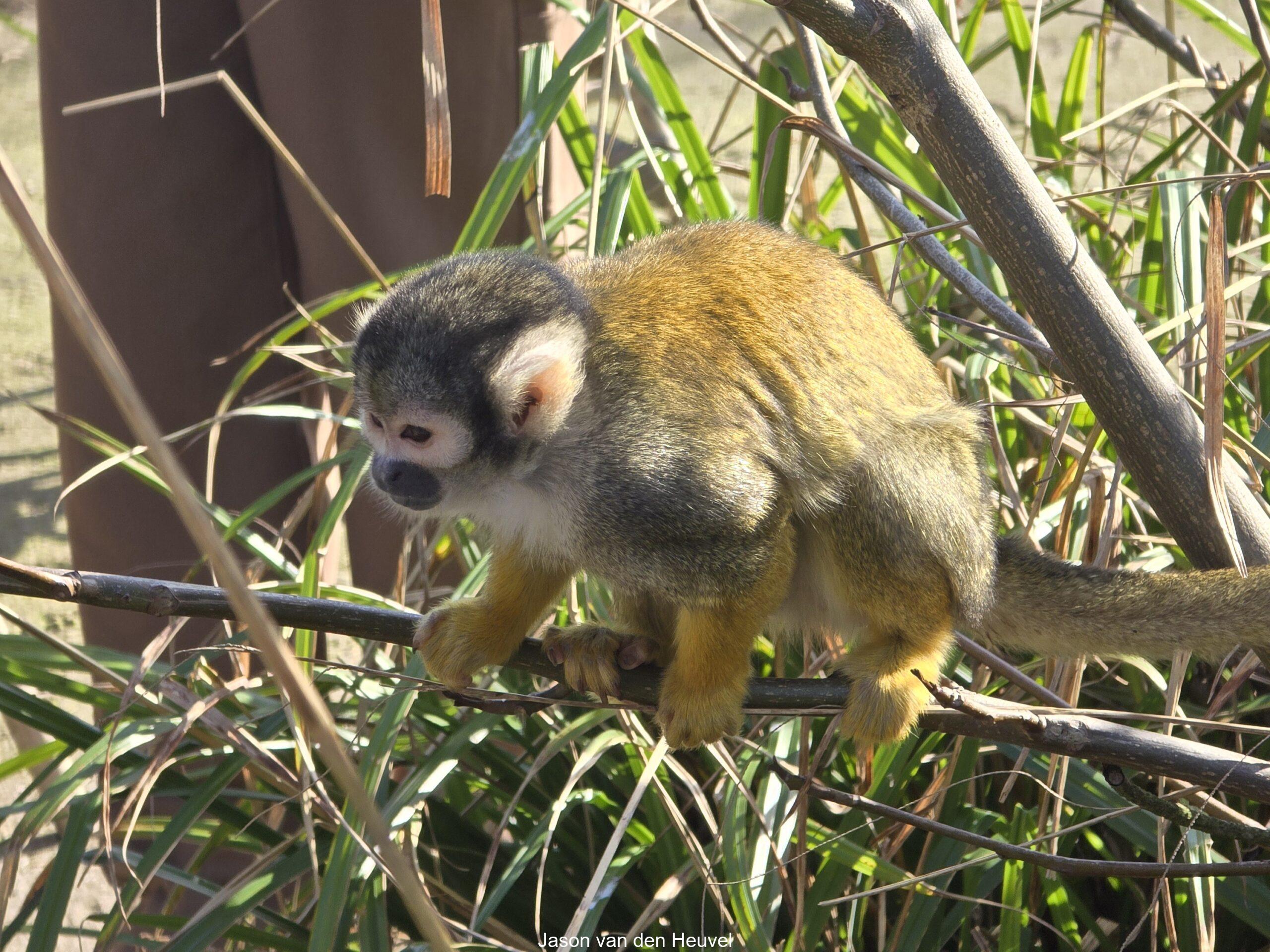 Squirrel monkey at Wildlands Zoo Emmen