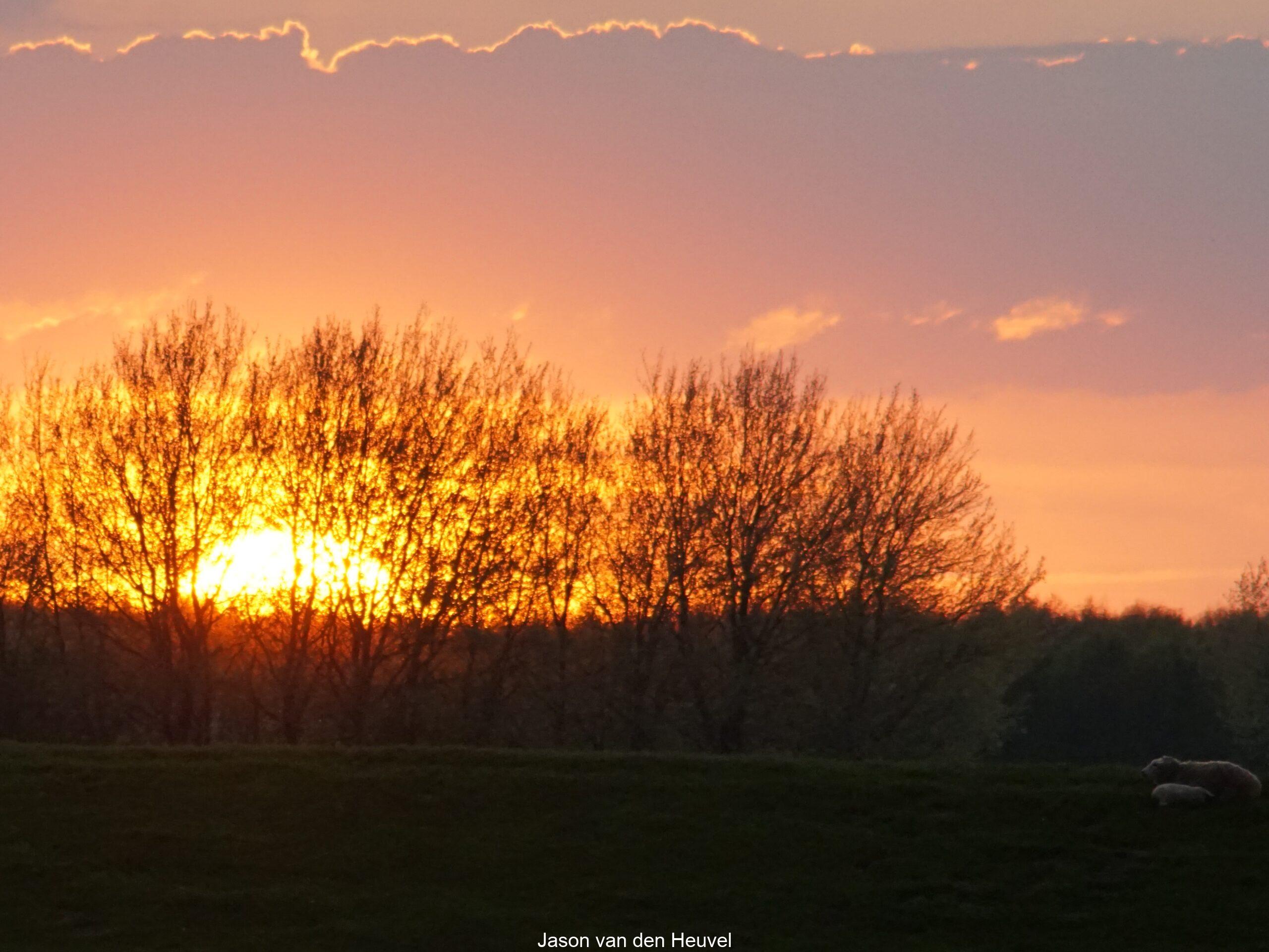 Sunset with sheep